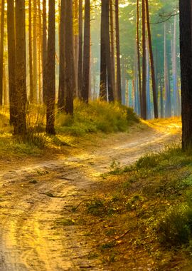 Road In A Beautiful Forest