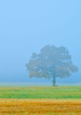 Lonely Tree In The Field D