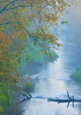 Mornig River And A Forest