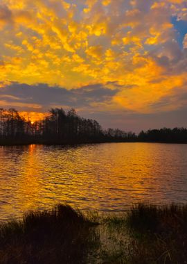 Kemeri Bog In Latvia Fores