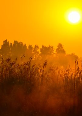 Sun And Morning Fog Above