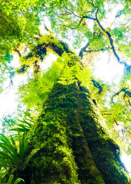 Rain Forest Tree At Doi In