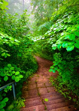 Staiway In Forest Disappea