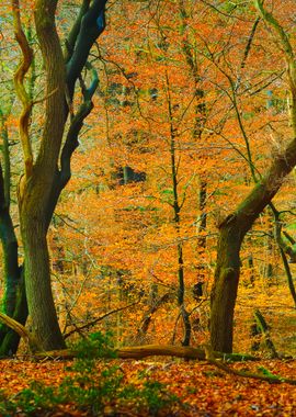 Autumn Forest In The Nethe