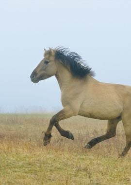 Horse Running In Fog