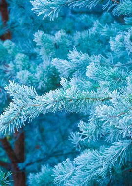 Frosted Tree Branches