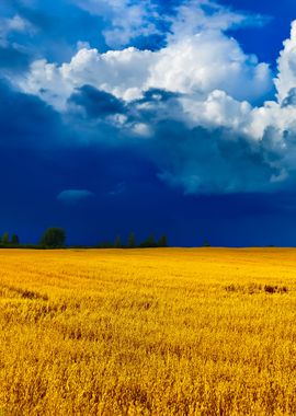 Cereal Field Against Dark