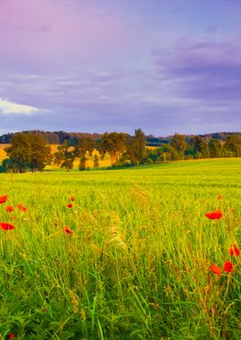 Corn Field With Poppies