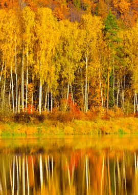 Autumn River Gauja In Sigu