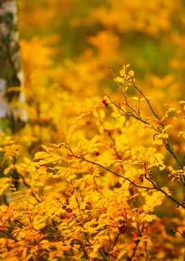 Birch Tree And The Autumn