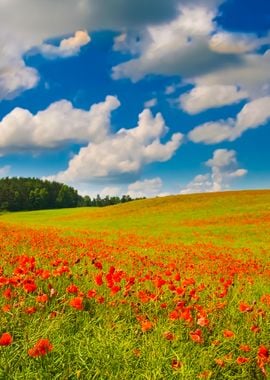 Red PoppyS Field Under Blu