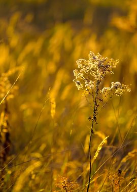 Grass CloseUp During The S