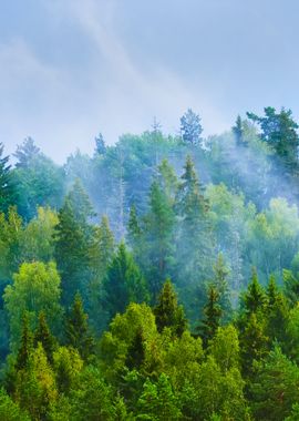 Forest Covered Hills In La