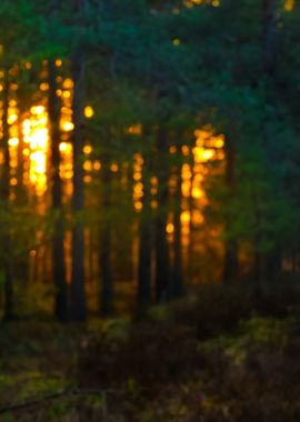 Northern Forest Landscape