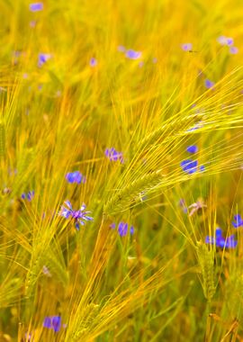 Agriculture View Wheat Fie