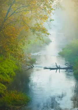 Mornig River And A Forest