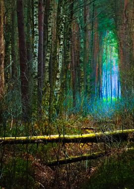 Dark Pine Forest Scene