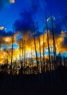 Dark Forest Bog Against Th