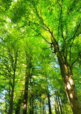 A Beech Tree Forest In Ger