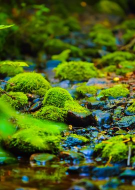 Small Forest River A Sprin