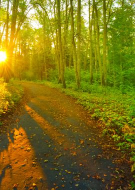 A Road In The Morning Fore