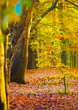 Autumn Forest Nachtegalenp