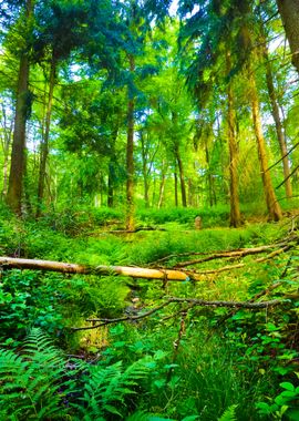 A Beech Tree Forest In Ger