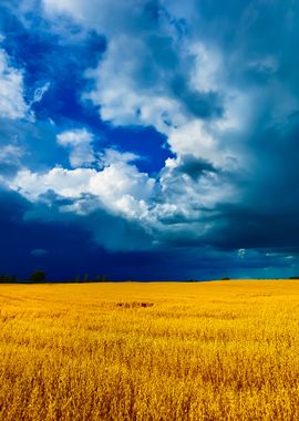 Cereal Field Against Dark