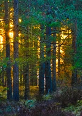 Northern Forest Landscape