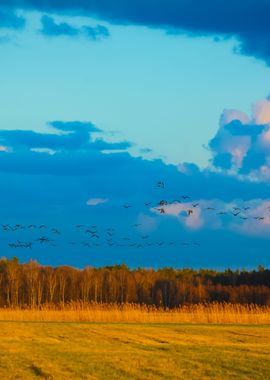 Wild Ducks Over The Field