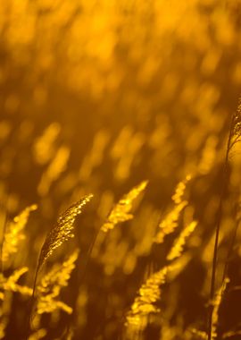 Phragmites Plant At The Su