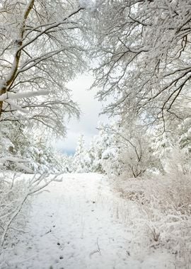 Winter Wonderland In Snow