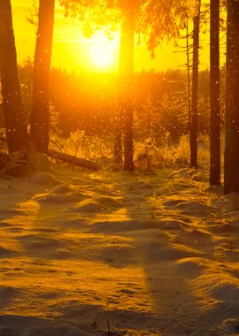 Falling Snow In Winter For