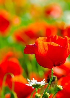 A CloseUp Of A Poppy Field