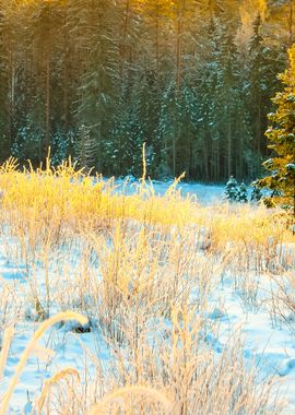 Winter Forest At The Sunse