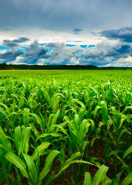 Corn Field CloseUp Against