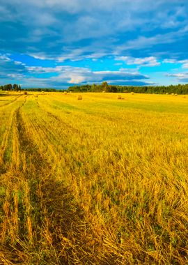 Field In The Coutryside