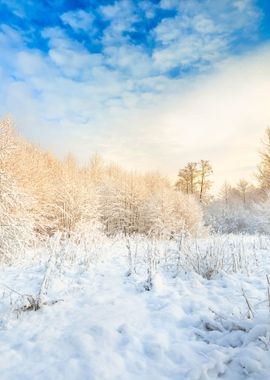 Winter Wonderland In Snow