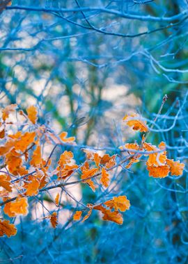 Frozen Winter Trees With T