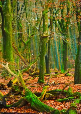 Autumn Forest In The Nethe