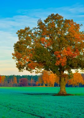 Colorful Lonely Tree In Th