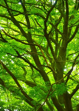 Spring Forest In The Nethe