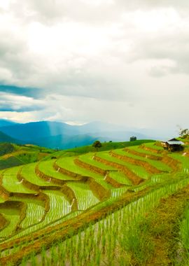 Chiang Mai Rice Field Land