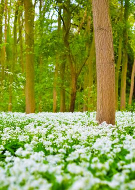 Forest And The Blooming Wi