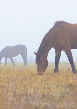 Horses In Fog