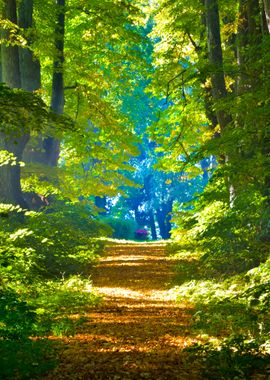 Road In A Beautiful Forest