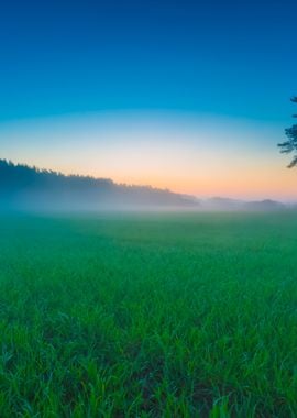 Young Green Cereal Field