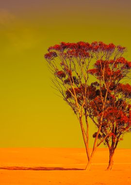 Alone Tree In Judean Deser