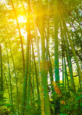 Bamboo Forest In The Sunli