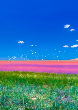 Beautiful Pink Mud Lake